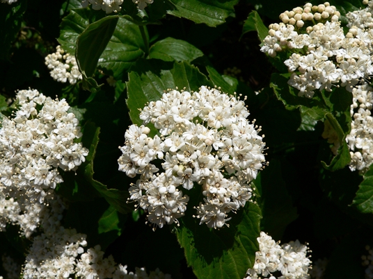 {Viburnum rafinesquianum}